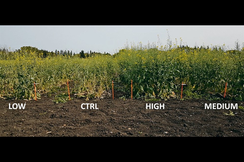 Experimental plots show visible differences after receiving low, medium and high rates of lime as well as a control treatment that didn’t receive any lime. 