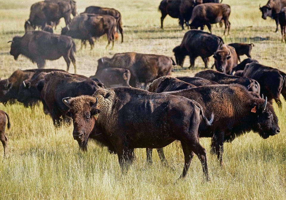 wp kroeger bison