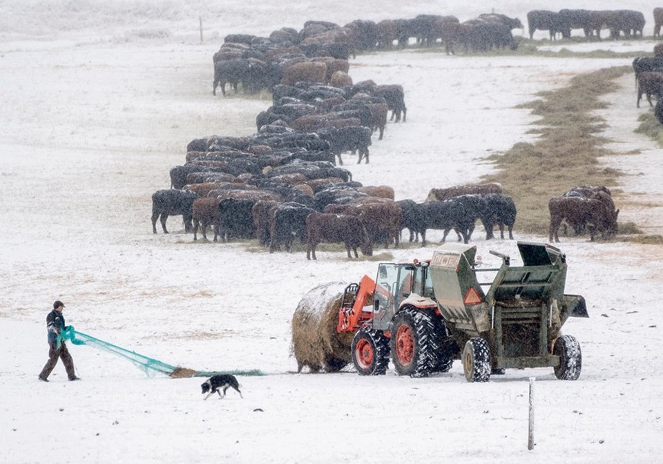 wp moving cows