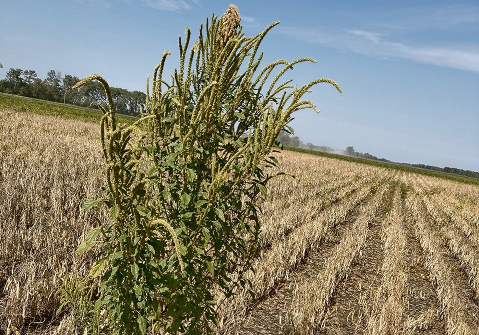 wp palmer amaranth plant