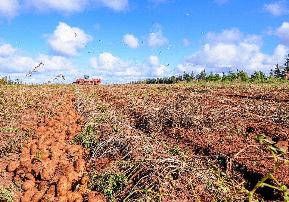 wp pei potatoes stock