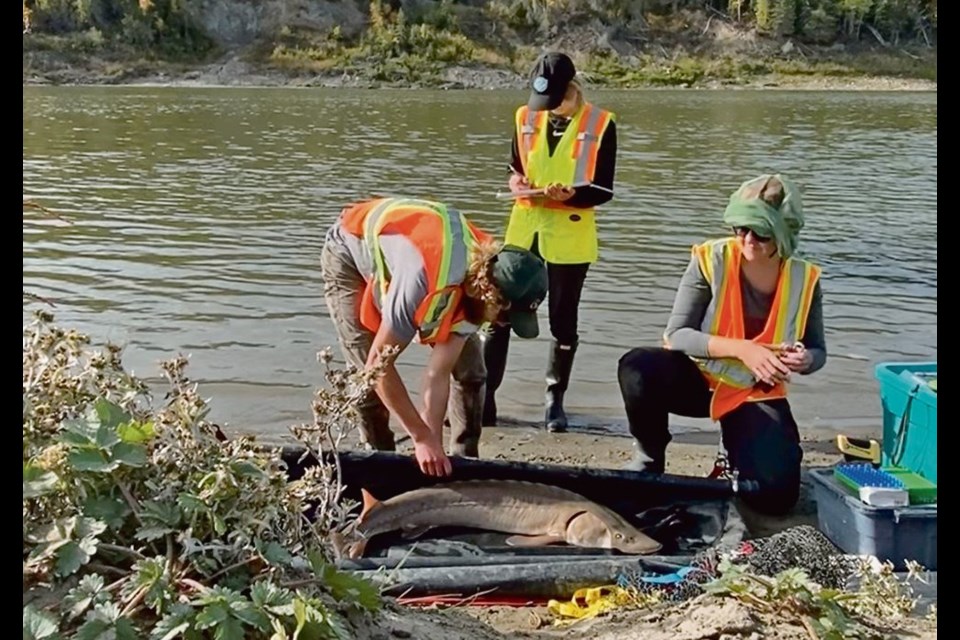 Cole Tomlinson, left, Maycie McWillie and Bethany Koch worked with the research team on the lake sturgeon study.