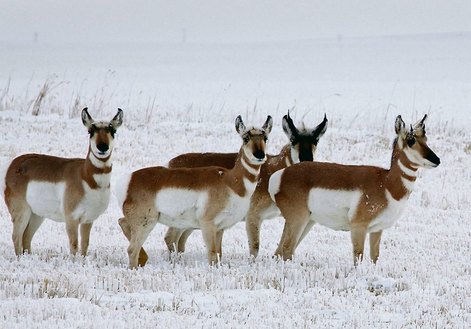 wp pronghorn antelope