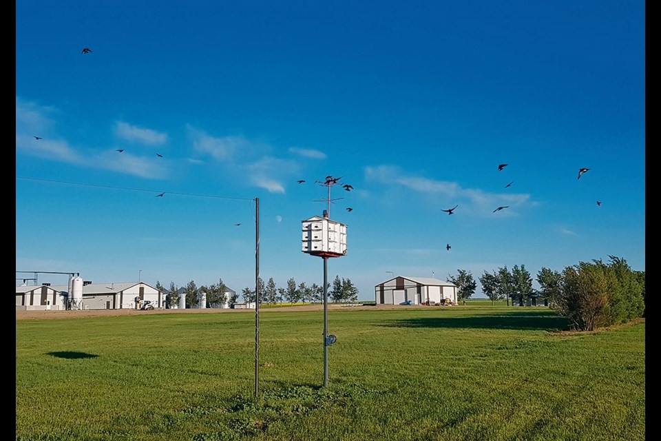 The number of purple martins on Joe Kleinsasser’s farm near Kindersley, Sask., has increased to 61 pair and 227 young this year from four pair in 2017. 