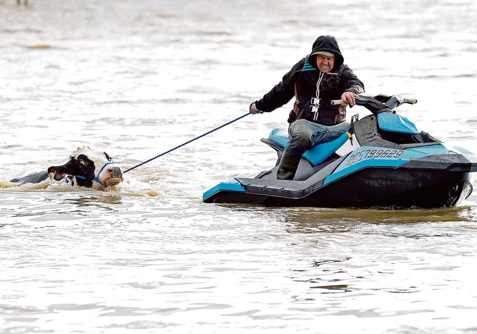 wp reuters bc cow flood