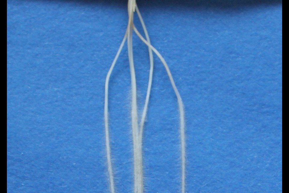 A variation in the angle of root growth can affect the way roots anchor to, and explore, different soil layers to capture nutrients and water. This could open up opportunities for breeding more drought-resistant varieties.