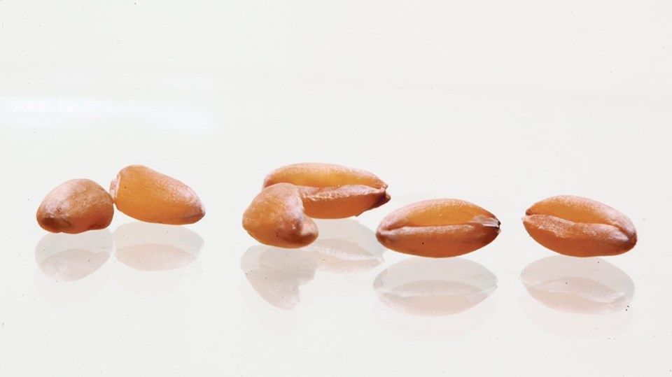 wp seeds
