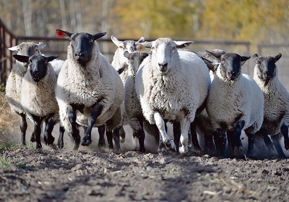 wp sheep running