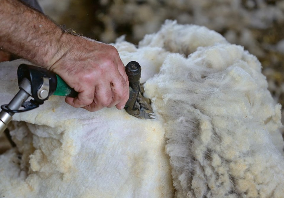 wp sheep shearing