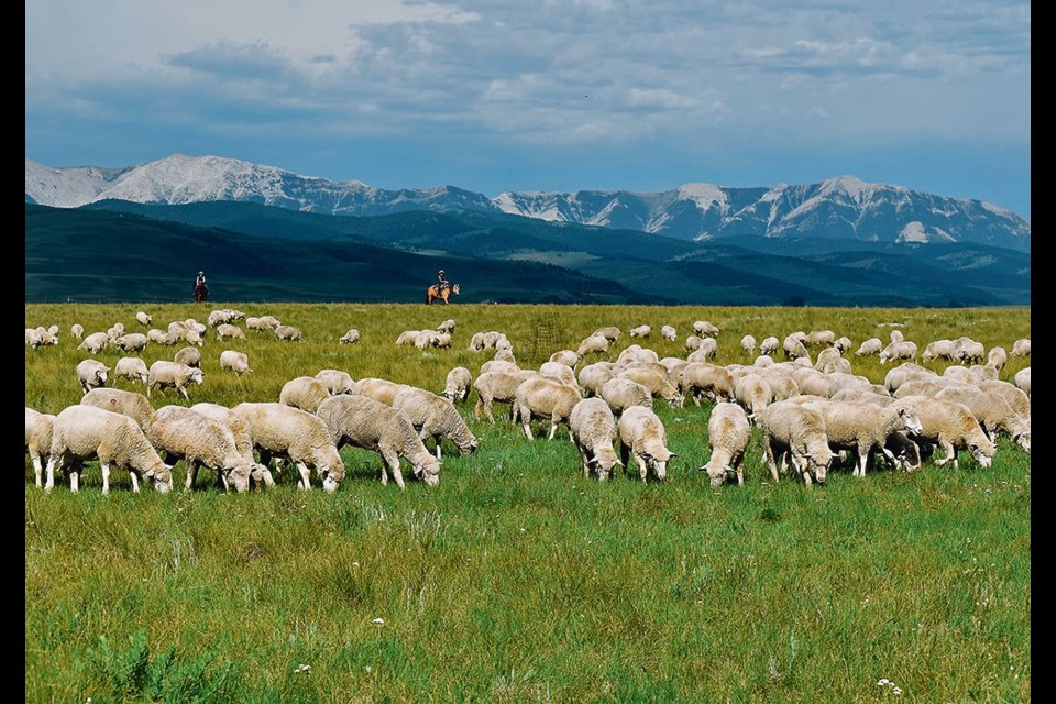 The shortage of large animal veterinarians is even worse for sheep producers because many vets are more familiar with cattle and horses. When it comes to pregnancy checking and projecting twins and triplets the testing often isn’t done due to farm location or flock size. Farmers also have difficulty justifying the expense of accessing people qualified to use ultrasound equipment for pregnancies. 