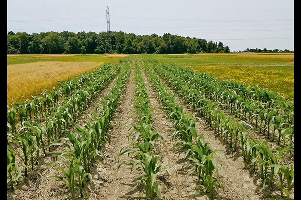 Corn was planted every year on these plots since 2001. While the corn fields had healthier soils than soybean fields, their soils were not as healthy as those growing perennial grasses.