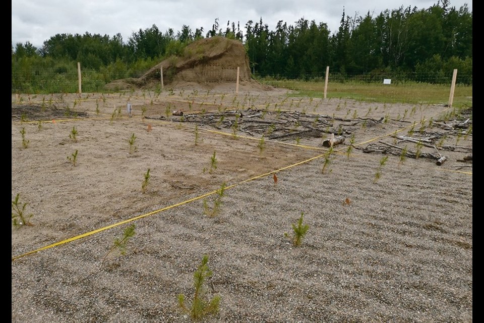 The site near Candle Lake, Sask., that was chosen for the research project into using biochar to reclaim soil in northern Saskatchewan mimics the sandy soil of northern oilsands.