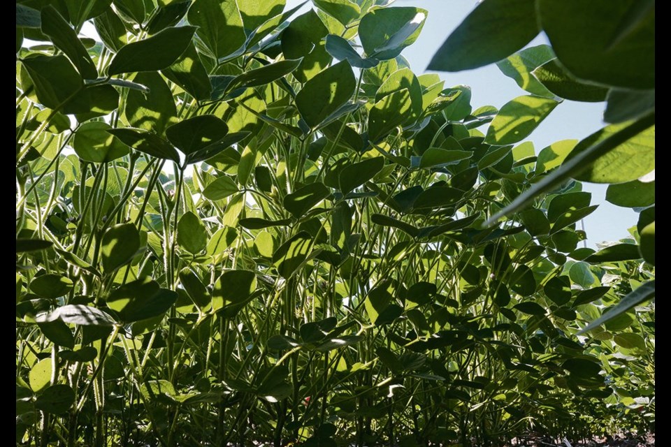 Light filters through a soybean canopy, showing how leaves in the same plant can receive different amounts of light. | 