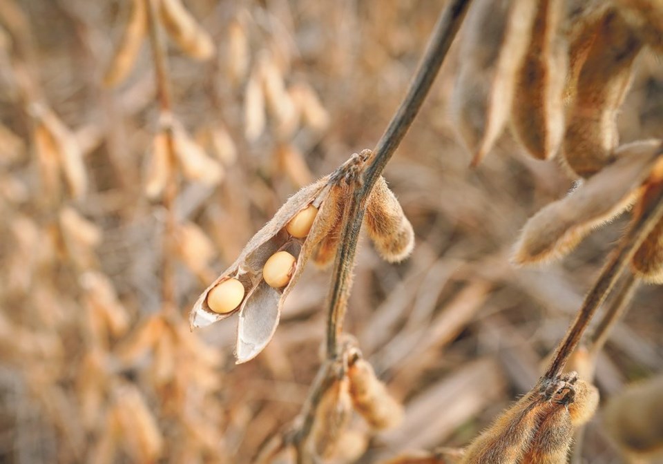 wp soybeans