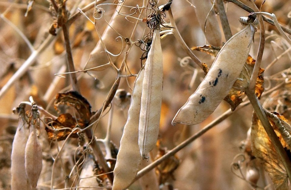 wp soybeans2