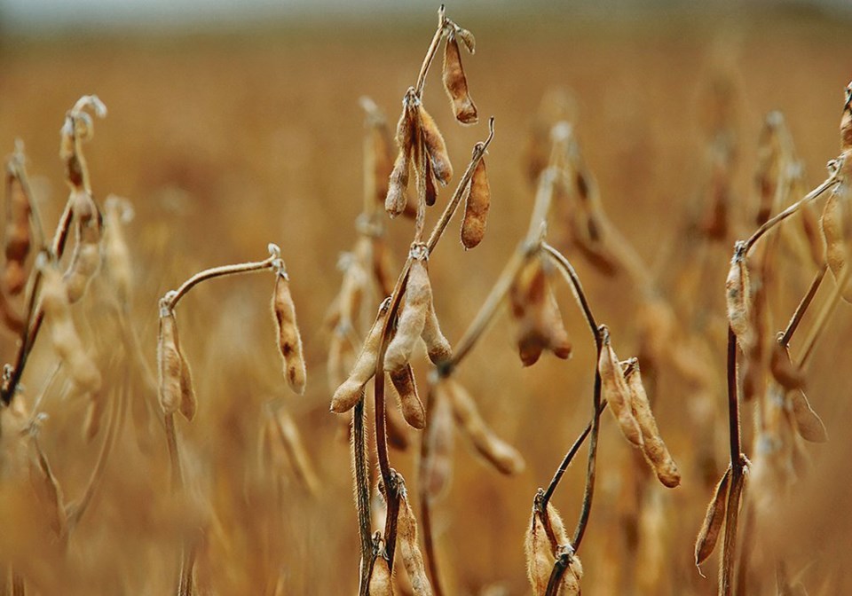 wp soybeans3