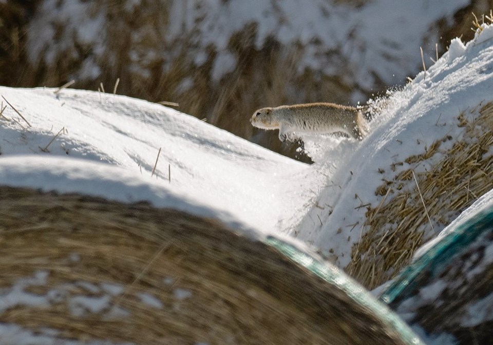 wp squirrel on bales