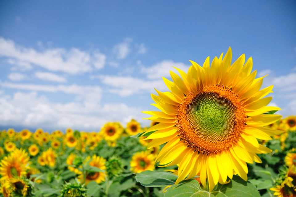 wp sunflowers stock getty