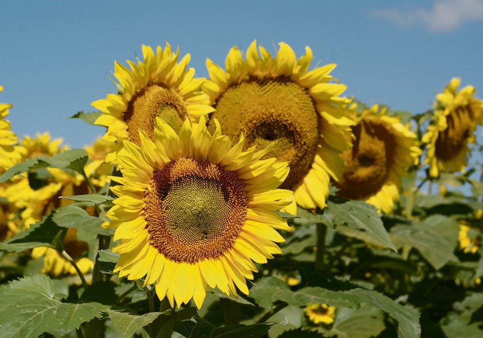 wp sunflowers