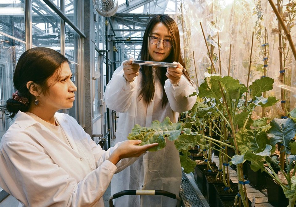 wp usask research plant growth