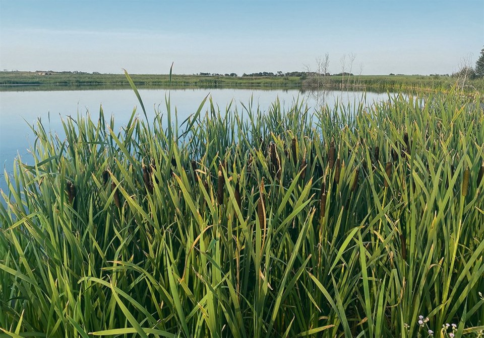 wp wetlands editorial