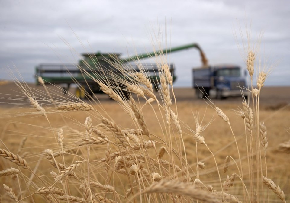 wp wheat grain