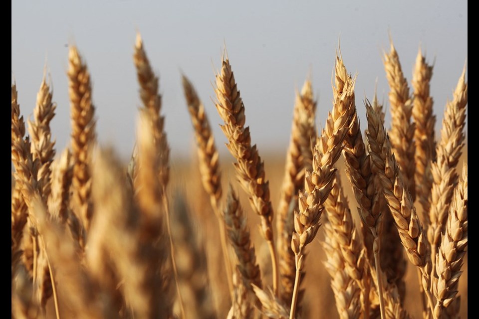 Brennan Turner, chief executive officer of the crop marketing hub Combyne, said this year is reminiscent of 2007-08. Canada had a similar disappointing level of spring wheat production back then, and export prospects were also about the same.