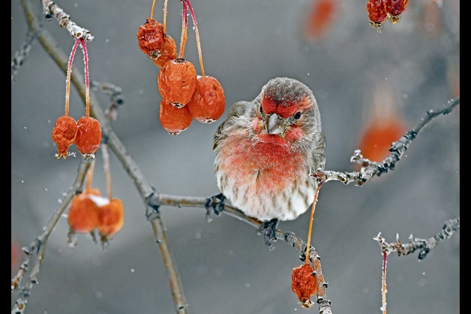 House finches tend to be widespread, and their colour varies from a nondescript grayish brown to yellow and even brilliant red.