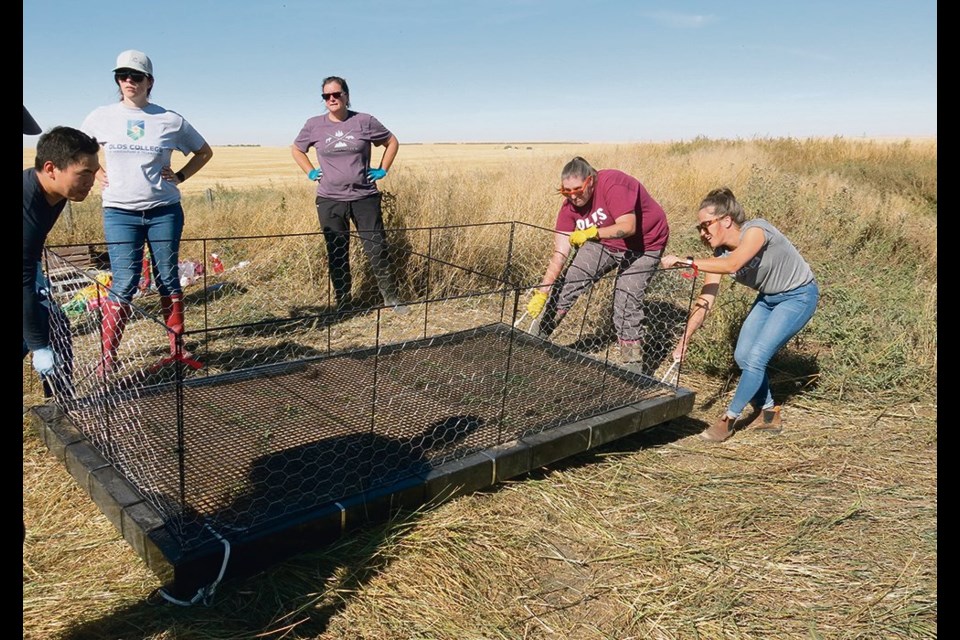 Olds College researchers and bystanders load a floating island into a feedlot holding pond at the Klassen Agriventures Ltd. feedlot near Linden, Alta., late last month. 