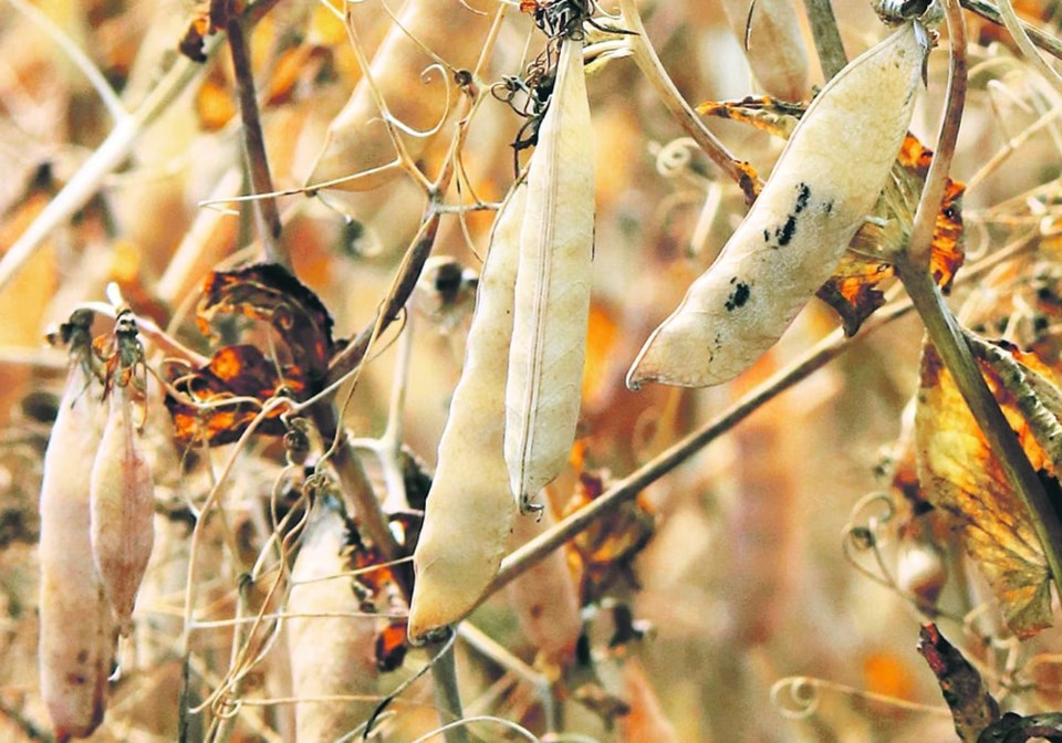 yellow-peas1123