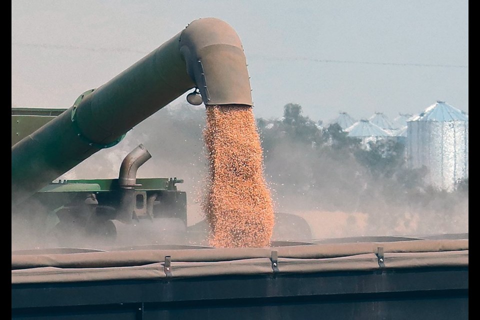 Will Watchorn, global head of pulses at Viterra, is optimistic about a big rebound in exports. "Canada's crop this year is looking average to above-average but the final harvest and quality will be decided by weather," he said in a recent article published by the Global Pulse Confederation (GPC). 