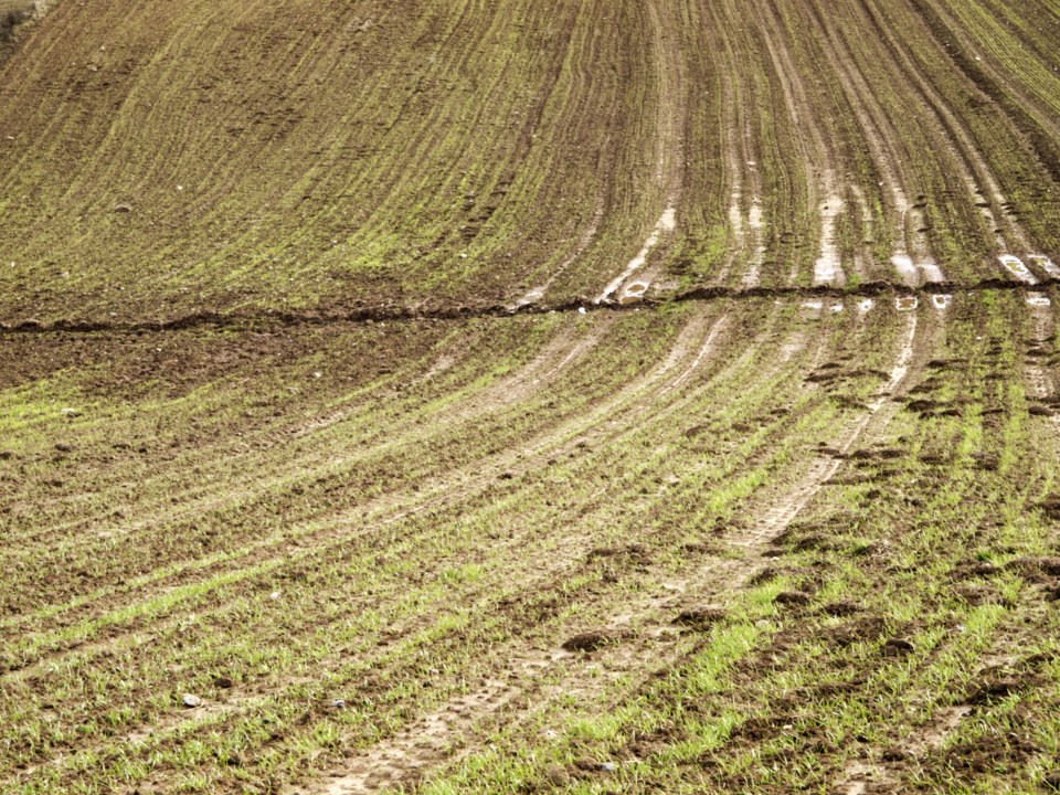 wet field 1