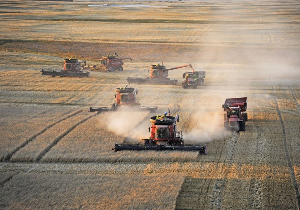 Wheat-stocks-web