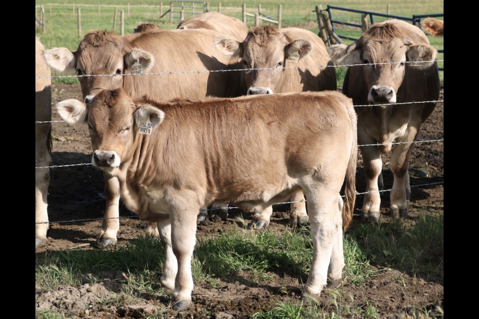 Braunvieh cattle at Whitesand Creek Farm.