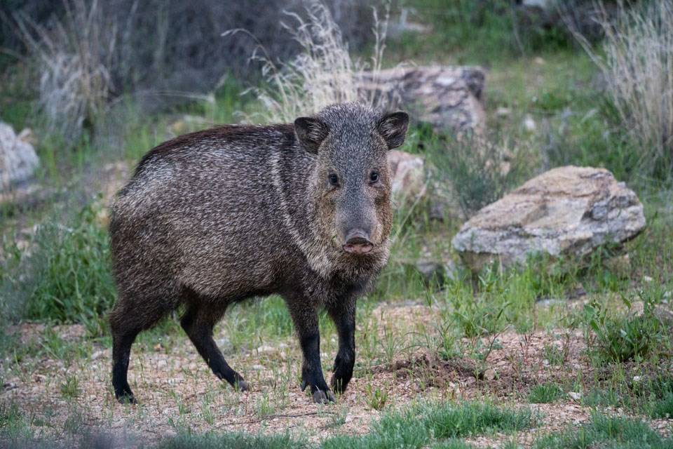 wild-pig