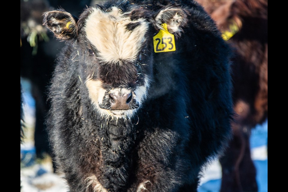 "Smile, you're on candid camera," says this cow during winter feeding.