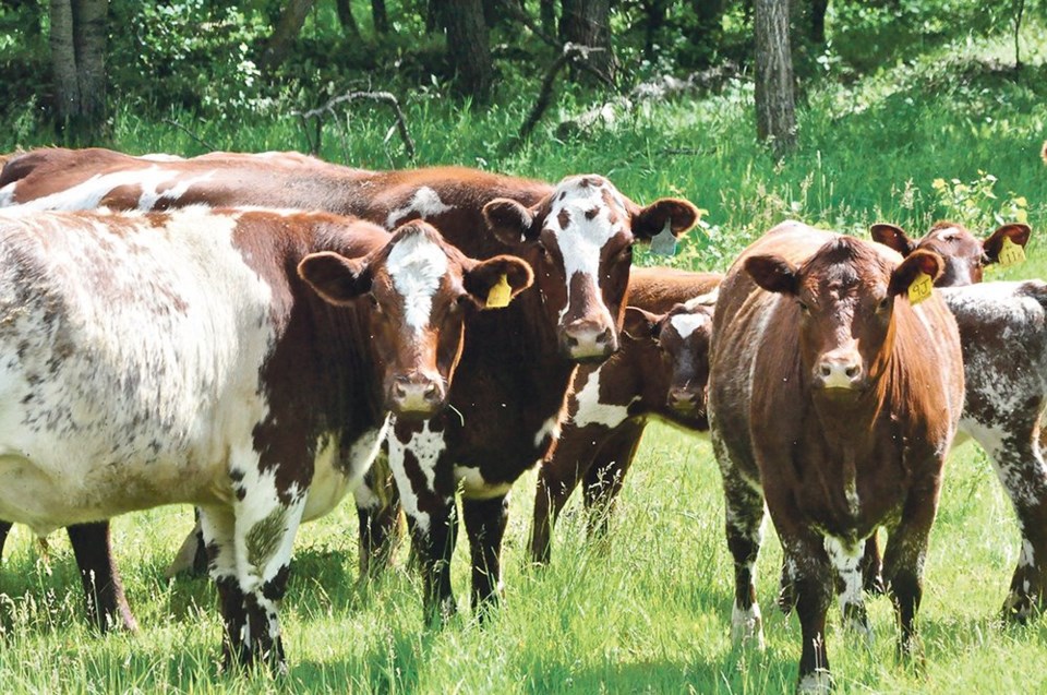 WP Cattle
