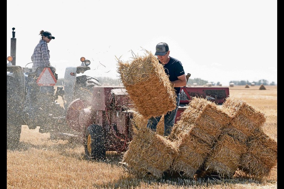 Tanya and Dwight Odelein of Quill Lake, Sask., stook freshly harvested barley straw using an old square baler.