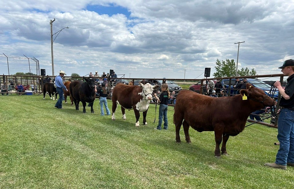 Beef project members led their animals around the ring as judge Stephen Meyer stopped to chat with each member.