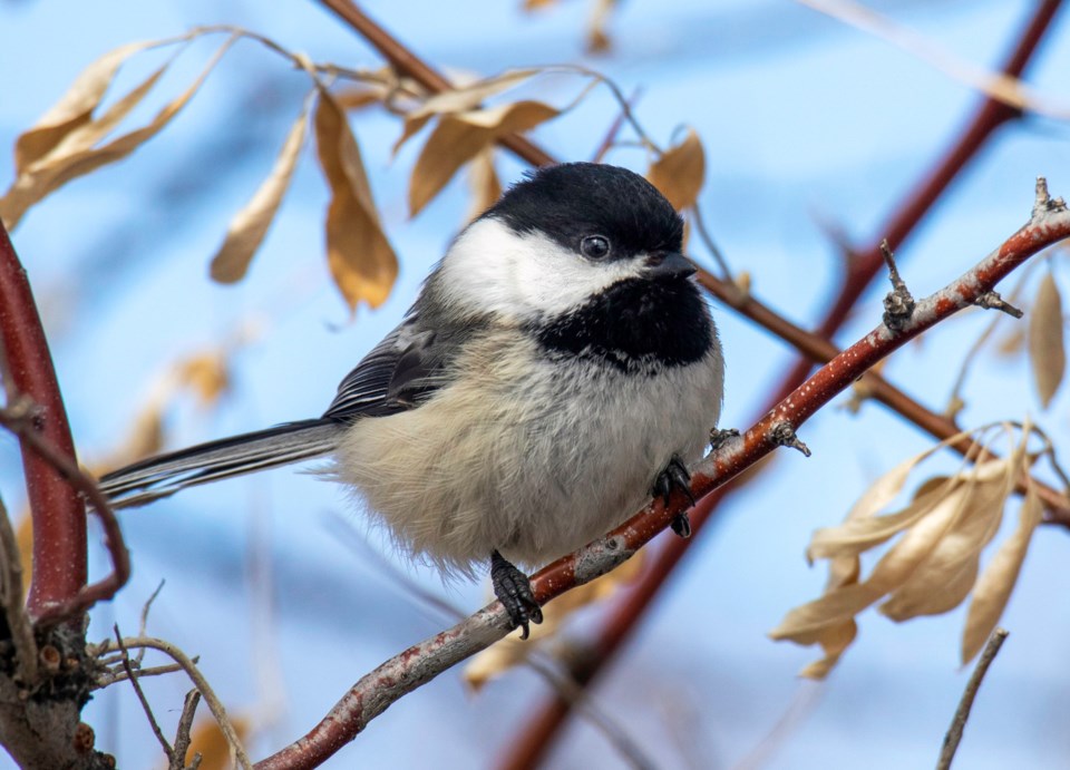 180c07f41a33cadab6a6e4a25c8d97f6_black-capped_chickadee1