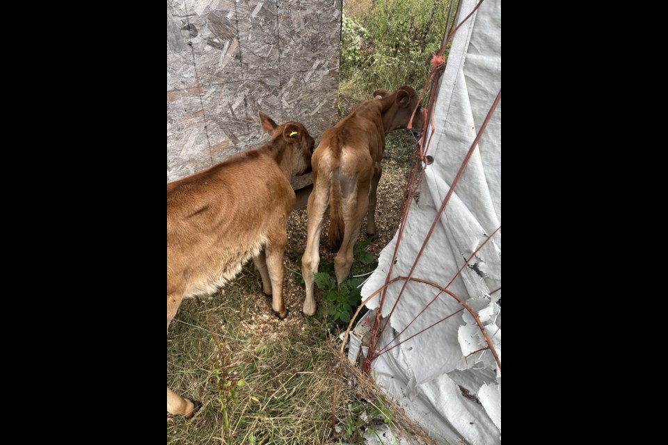 BC SPCA animal protection officers seized 177 animals in distress from Rhees and Tanisha Kendall's property in Ladysmith, B.C.