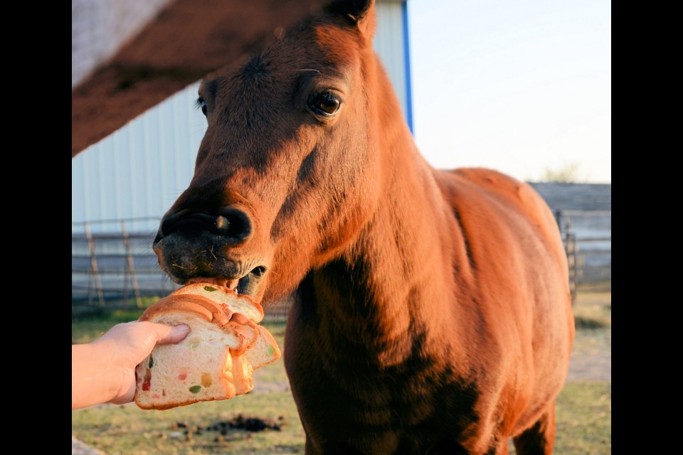 Belle happily comes to the fence to enjoy an evening snack of fruit bread, too stale for grocery store shelves but still perfectly good for livestock.