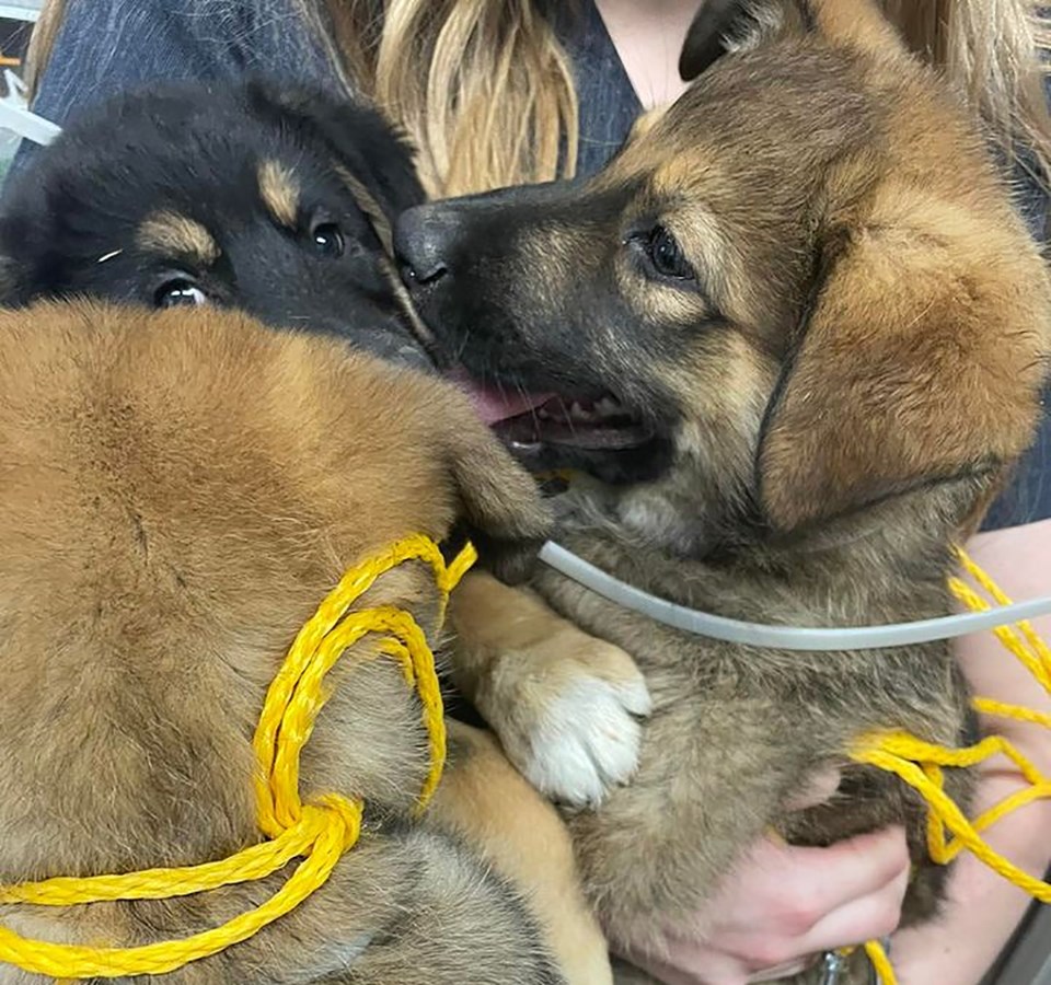 abandonedpuppies