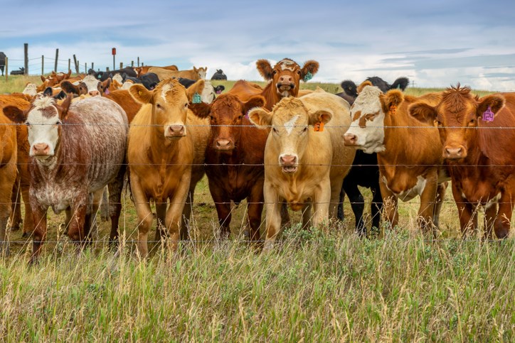 Adoring Crowd of Cattle 