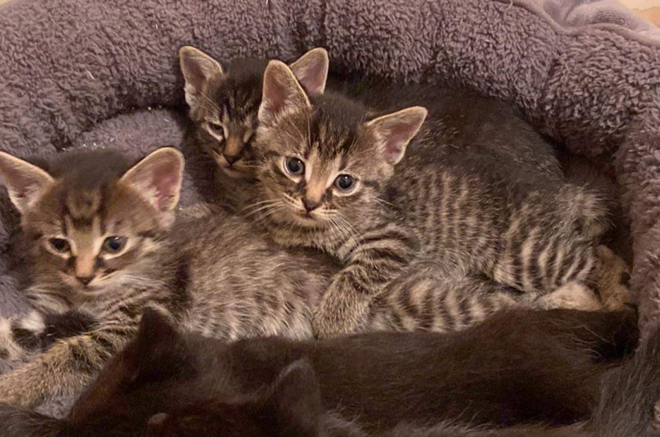 Angels of Hope Kittens - 1