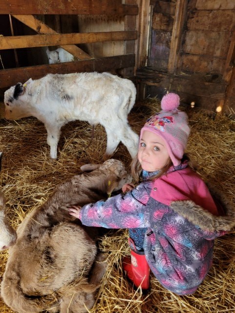 baby calves