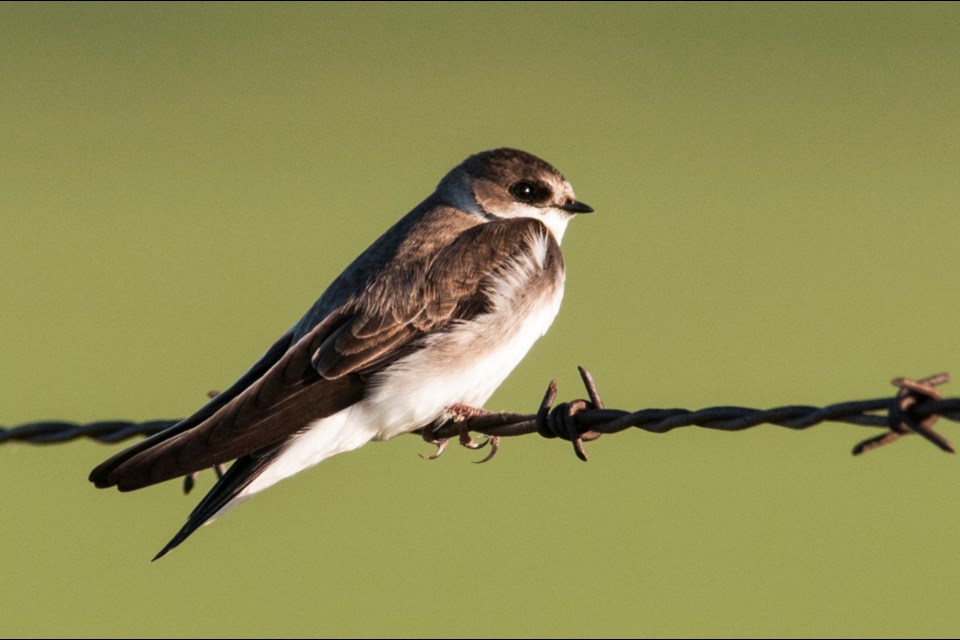 The Bank Swallow is a cavity nester and excavates its nest on the face of steep, vertical cliffs such as stream banks. 