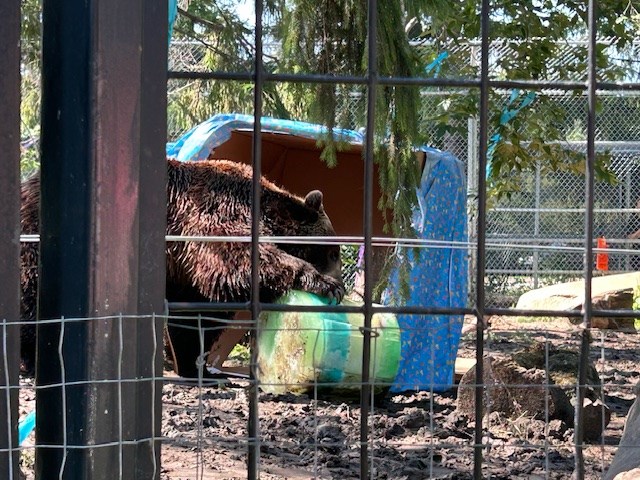 bear-crushing-big-ice-cake