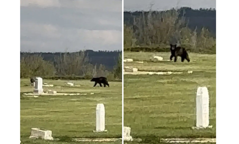 bear-sighting-edit