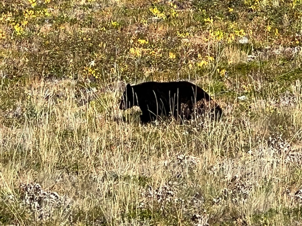 bear-southeast-sask-2024